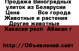 Продажа Виноградных улиток из Беларусии › Цена ­ 250 - Все города Животные и растения » Другие животные   . Хакасия респ.,Абакан г.